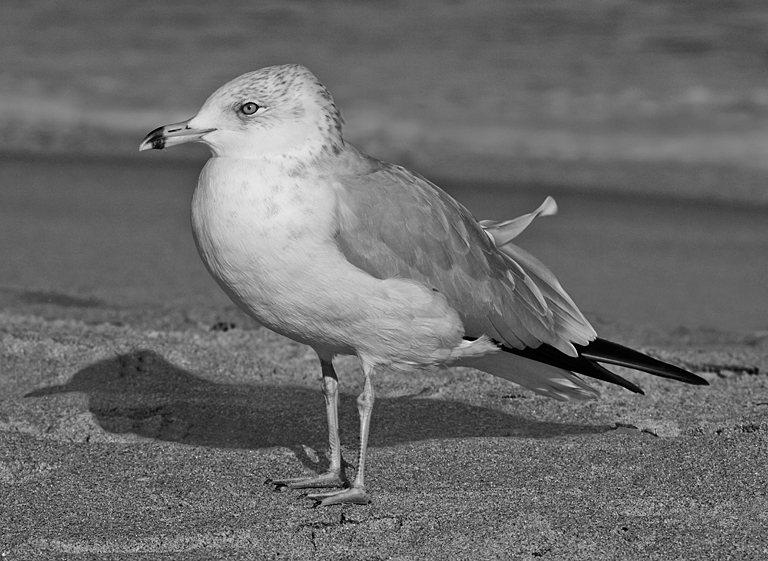 Ring billed Gull (LW 2011 1073)   P O'Malley
